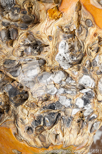 Image of Rotting pumpkin