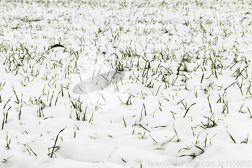 Image of wheat sprouts in snow