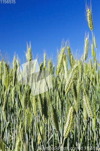 Image of Field with cereal