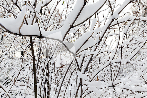 Image of trees covered with snow