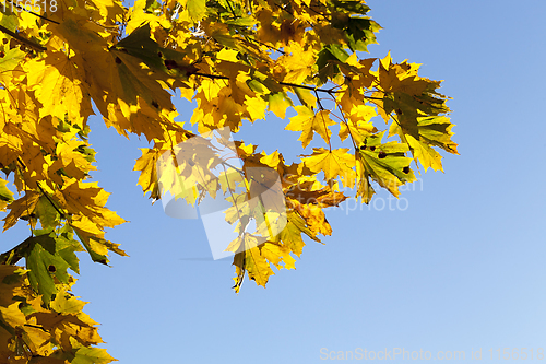 Image of yellowed maple trees in autumn