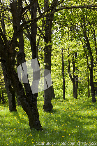 Image of Trees in the summer