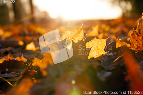 Image of Sunset, autumn