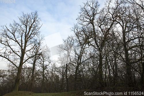 Image of Maple forest in autumn