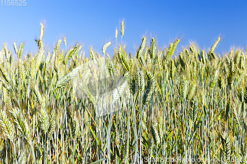 Image of Field with cereal