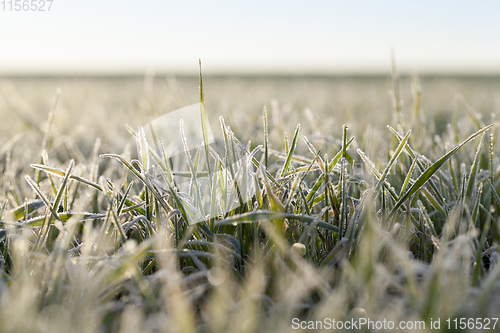 Image of young grass plants