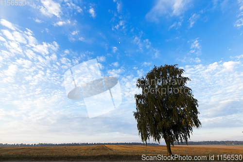 Image of One tree