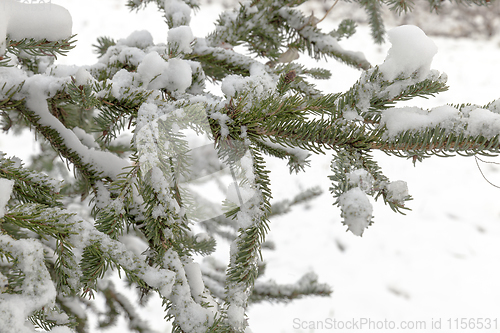 Image of Snow in winter