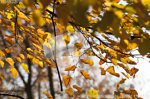 Image of Autumn in the forest