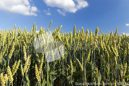 Image of unripe wheat