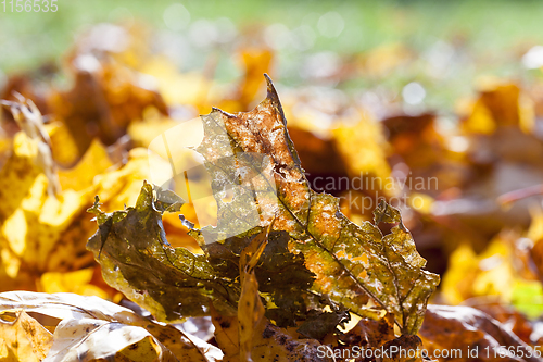Image of fallen maple leaves