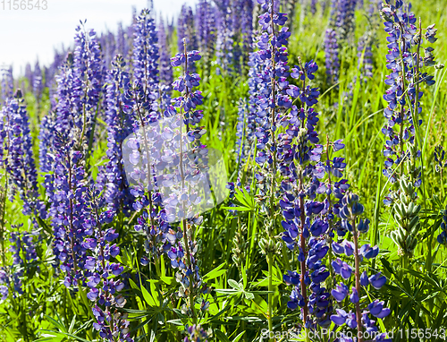 Image of blue lupine