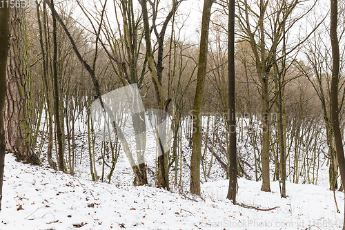 Image of Tree in snow