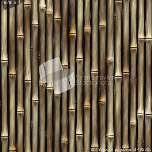 Image of Bamboo plants