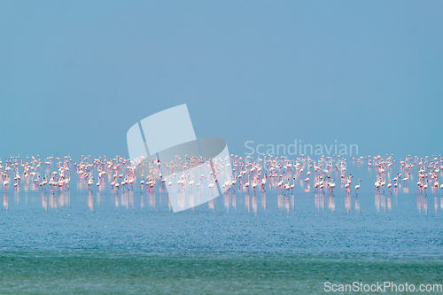 Image of Pink flamingo birds at Sambhar Salt Lake in Rajasthan. India