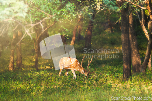 Image of Beautiful male chital or spotted deer in Ranthambore National Park, Rajasthan, India