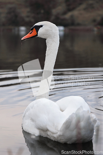 Image of beautiful mute swan on lake surface