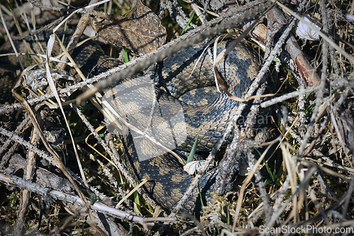 Image of camouflaged poisonous european snake