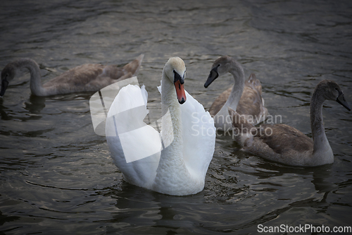 Image of mute swan family