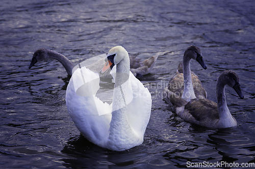 Image of mute swan with chicks