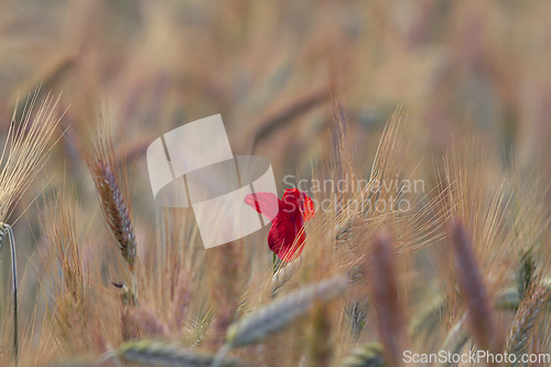 Image of red wild poppy growing in a wheat field