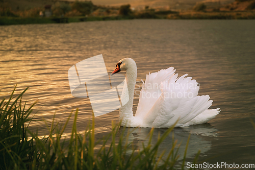 Image of Swan on the lake surface