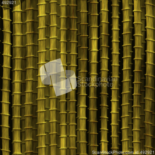 Image of Bamboo plants