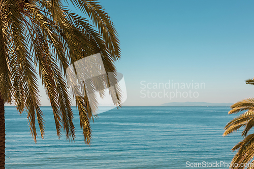 Image of palm trees on blue sea background