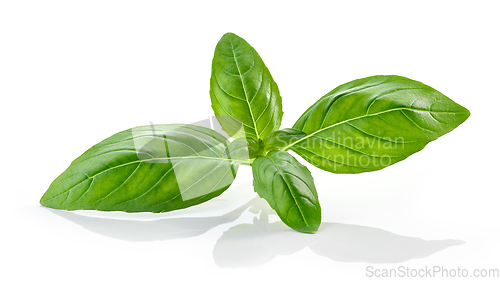 Image of fresh green basil leaf