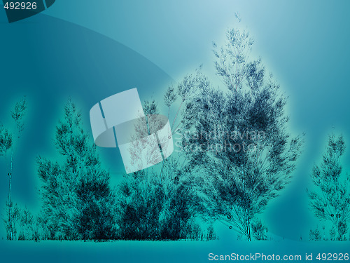 Image of Birch trees illustration