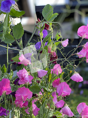 Image of Erteblomst i hagen