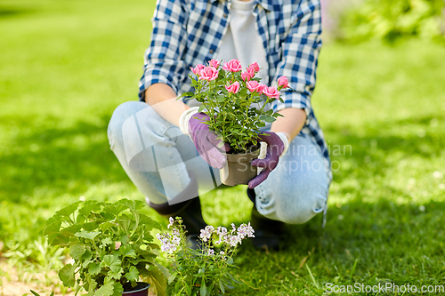 Image of woman planting rose flowers at summer garden