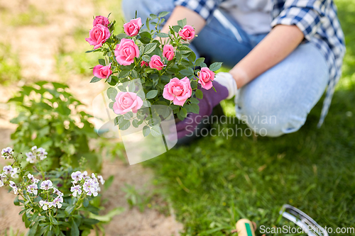 Image of woman planting rose flowers at summer garden