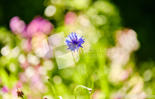 Image of beautiful cornflower in summer garden