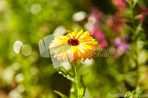 Image of beautiful field flowers in summer garden