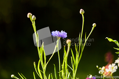 Image of beautiful cornflower in summer garden