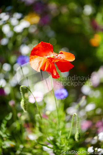 Image of beautiful poppy flower in summer garden