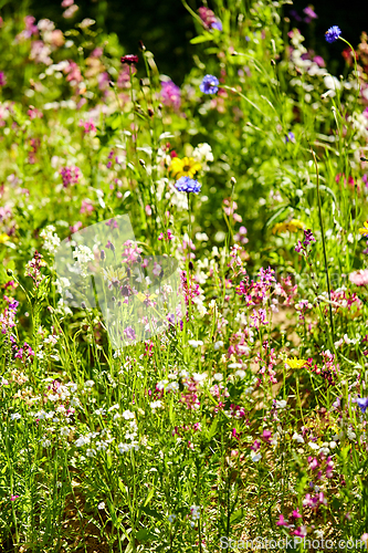 Image of beautiful field flowers in summer garden