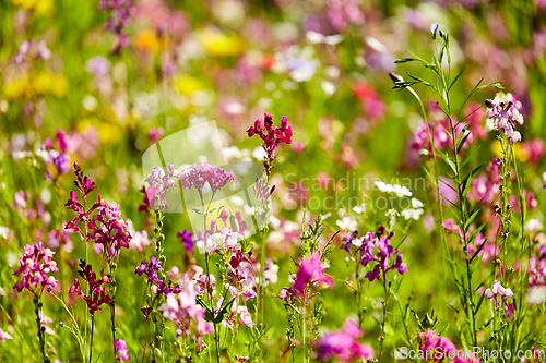 Image of beautiful field flowers in summer garden