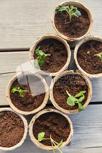 Image of seedlings in pots with soil on wooden background