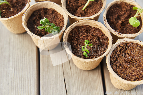 Image of seedlings in pots with soil on wooden background