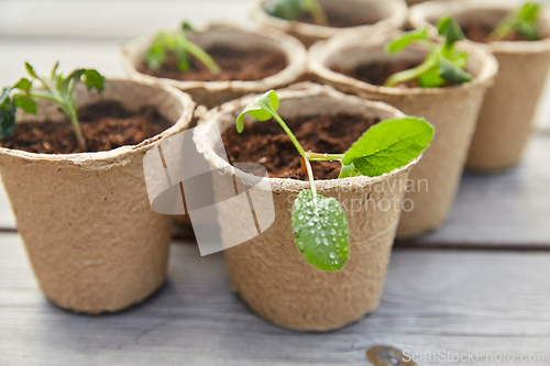 Image of seedlings in pots with soil on wooden background