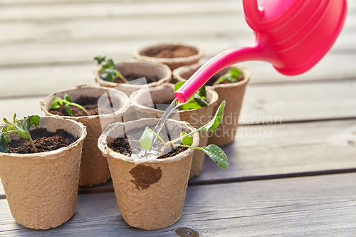 Image of hand with watering can and seedlings in pots