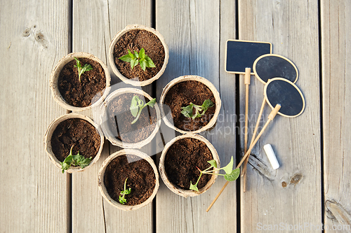 Image of seedlings in pots with soil on wooden background