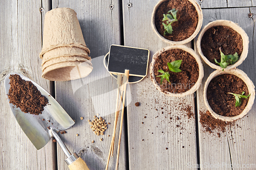 Image of seedlings in pots with soil on wooden background