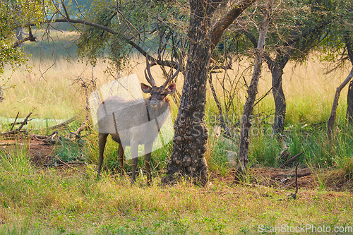 Image of Male sambar Rusa unicolor deer in Ranthambore National Park, Rajasthan, India