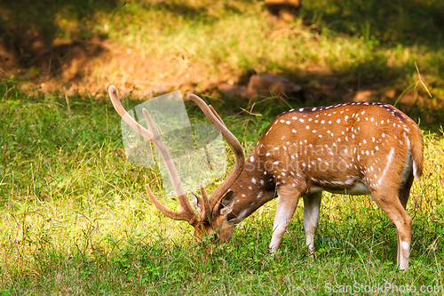 Image of Beautiful male chital or spotted deer in Ranthambore National Park, Rajasthan, India