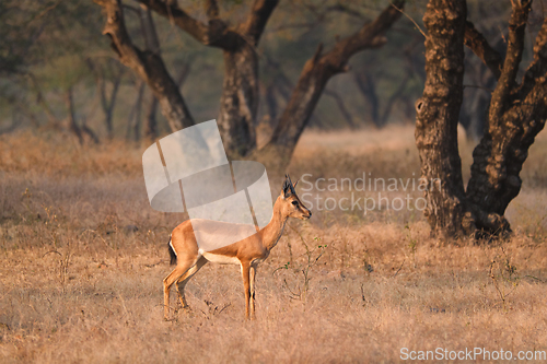 Image of Indian bennetti gazelle or chinkara in Rathnambore National Park, Rajasthan, India