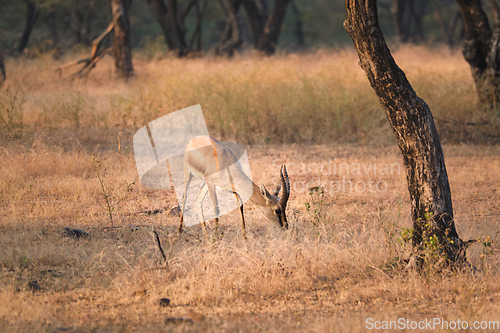 Image of Indian bennetti gazelle or chinkara in Rathnambore National Park, Rajasthan, India