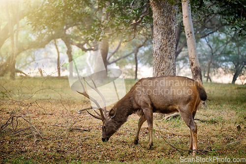 Image of Male sambar Rusa unicolor deer in Ranthambore National Park, Rajasthan, India